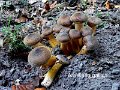 Armillaria gallica-amf253